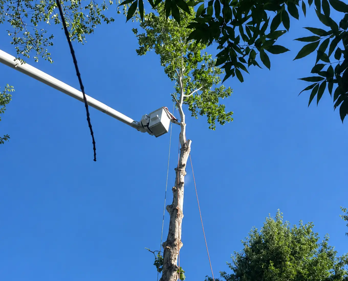 Professional Tree Trimming in Troy IL