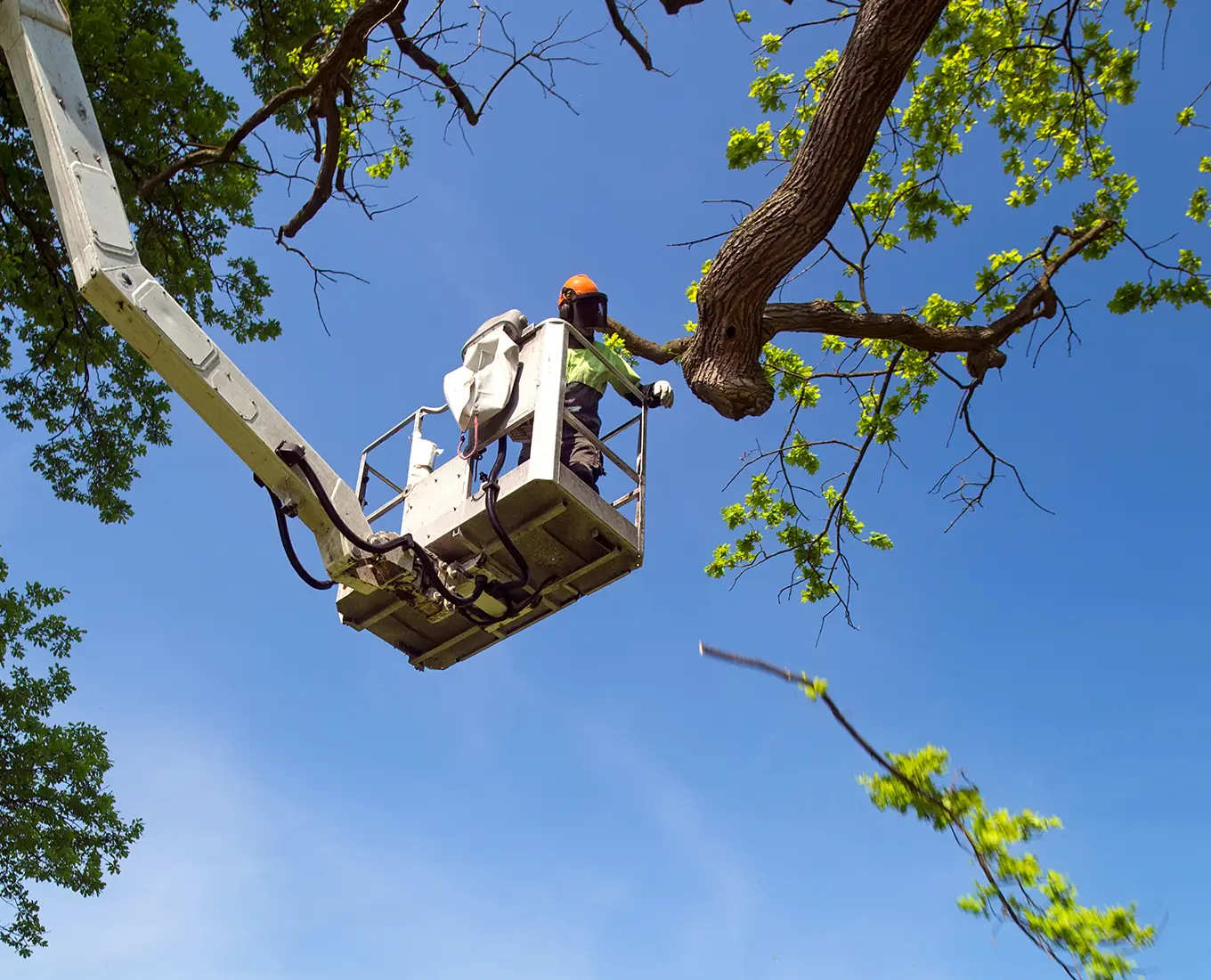 crown tree trimming and pruning service in Troy IL