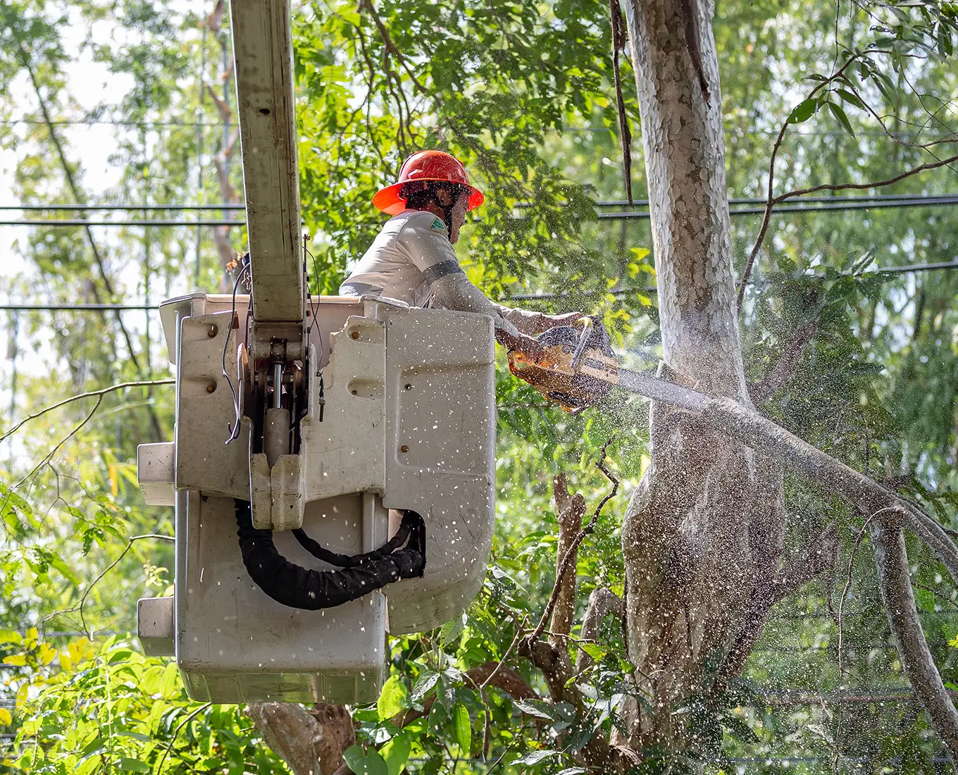 tree being removed away from electrical lines in troy il