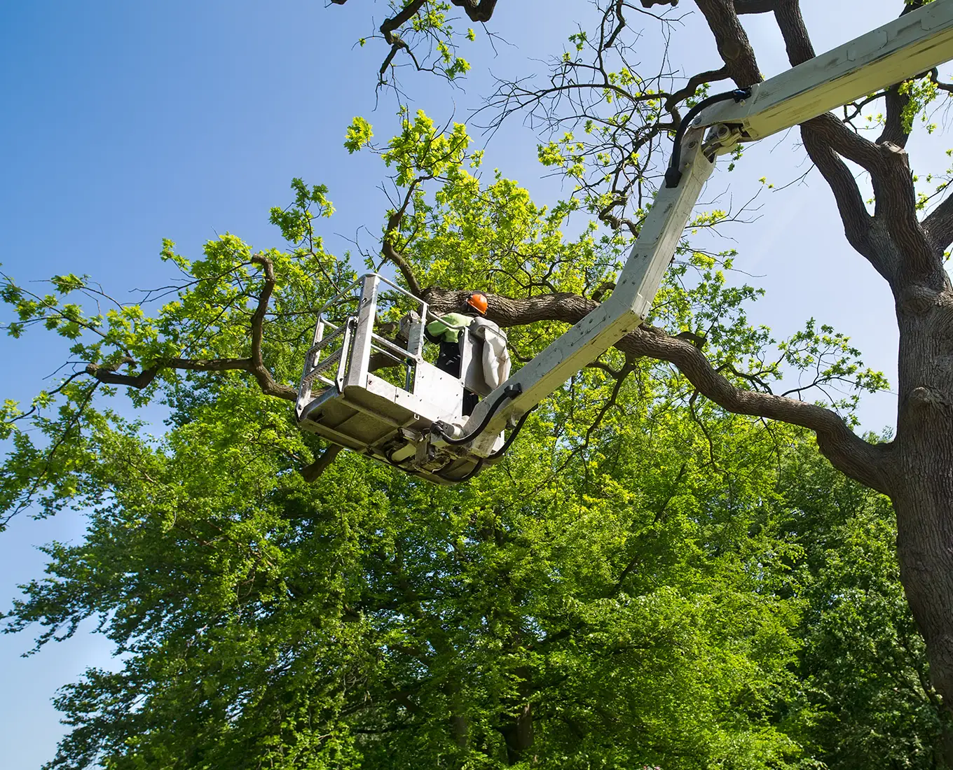 tree trimming service with a professional bucket truck in troy il