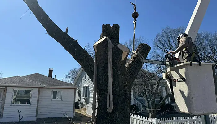 tree services belleville il