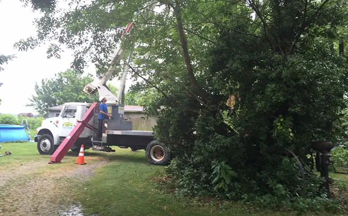 Tree Trimming and Pruning Services in Belleville IL
