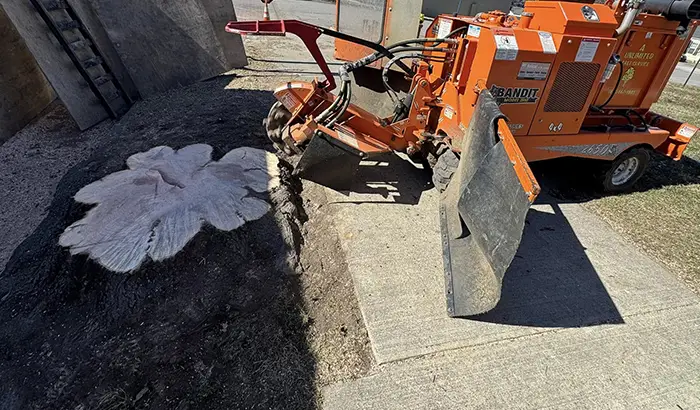 Professional Stump Grinding Services in Belleville IL
