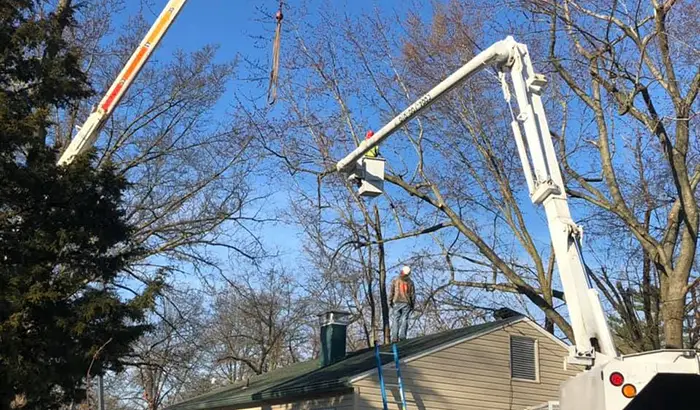 Tree Risk Assessments in Belleville IL