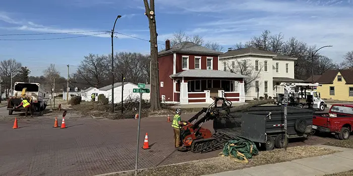 Professional Tree Services Across Collinsville IL and Nearby Communities