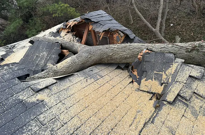 Emergency Storm Damage Tree Services in Collinsville IL
