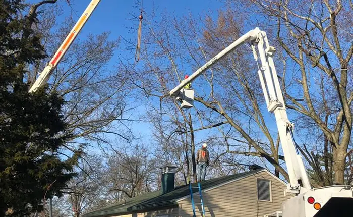 Protect Your Property with Tree Risk Assessments in Collinsville IL
