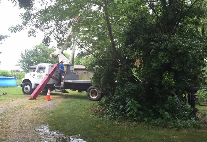 Give Your Glen Carbon IL Trees the Care They Deserve with Professional Trimming