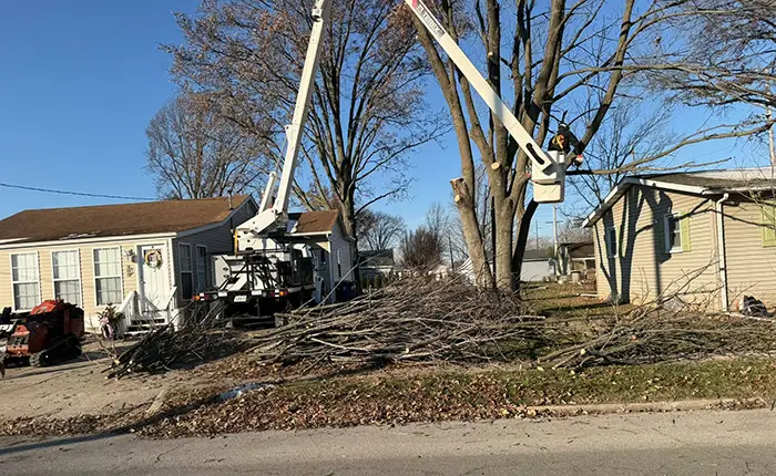 Improve Tree Safety with Crown Reduction in Glen Carbon IL