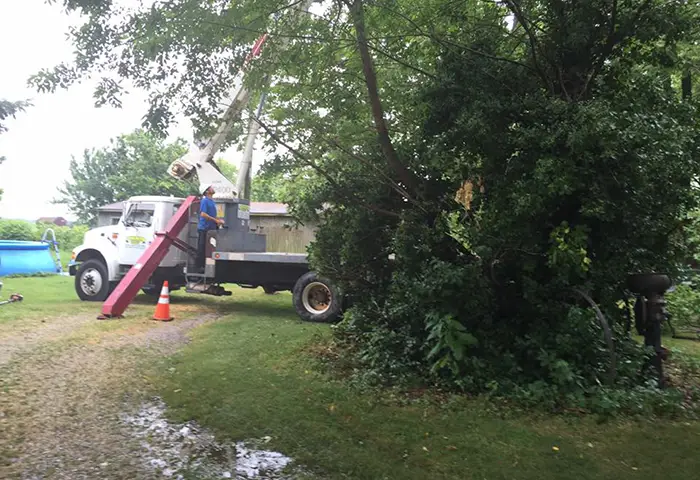 Maintain Healthy, Beautiful Trees in Highland IL with Professional Trimming
