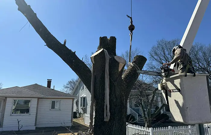 Tree Services in Trenton IL
