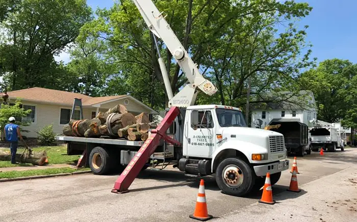 Reliable Tree Removal Services for Trenton IL Properties