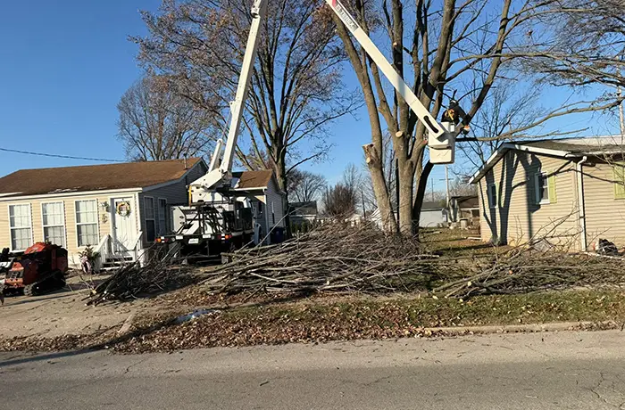 Improve Tree Safety and Appearance with Crown Reduction in Trenton IL