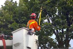 An arborist in a lift using professional tools to prune tree branches in Collinsville, IL.