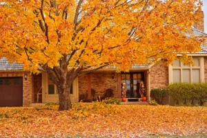 A-Unlimited Tree Service—A home in Collinsville, IL that has a tree out front losing its leaves during the fall season.