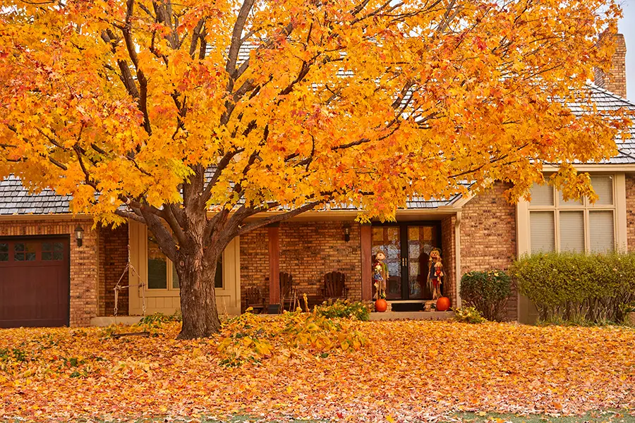 A-Unlimited Tree Service—A home in Collinsville, IL that has a tree out front losing its leaves during the fall season.