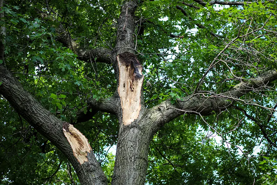 A-Unlimited Tree Service—An oak tree with split limbs due to a windstorm in Edwardsville, IL.