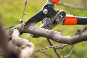 Up close image of pruning shears cutting the limb of a tree in Belleville, IL