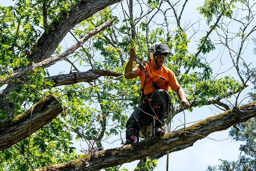 A-Unlimited Tree Service—A worker in an orange shirt in a large tree cutting off dead branches at a property in Edwardsville, IL